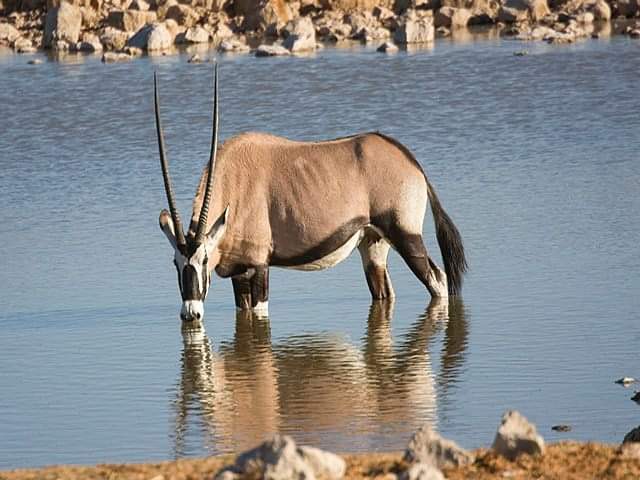 Antelope