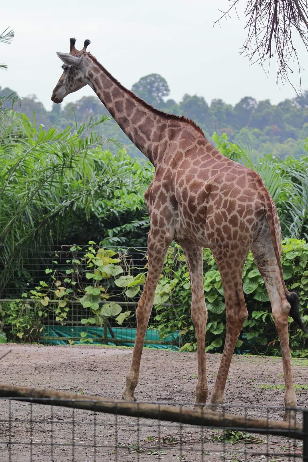 giraffe