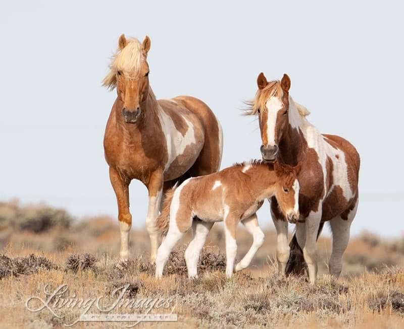 horses